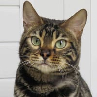 CANELLE, chatte à adopter