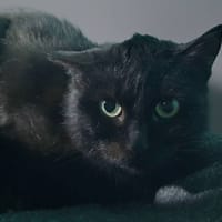 COQUILLETTE CHA, chatte à adopter