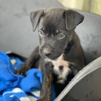 BILLY, chien à adopter