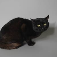 GNOCCHI CHA, chat à adopter