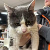 TOTO, chat à adopter