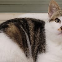 MINA, chatte à adopter