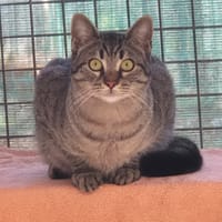 Méo, chat à adopter