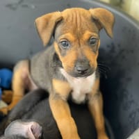 BORIS, chien à adopter