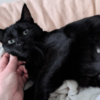 Atla PAB28255, chatte à adopter