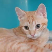 Lupin, chat à adopter