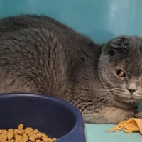 LOLA, chatte à adopter