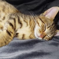 LOKI, chat à adopter