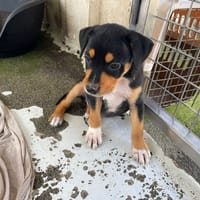 BONNIE, chienne à adopter