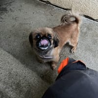 MOLLIE, chienne à adopter