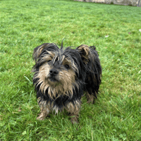 KYROS, chien à adopter