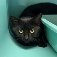 Shenza CAB5003, chatte à adopter