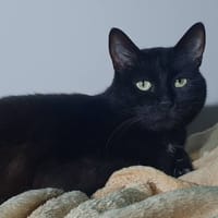 BOITEUSE CHA, chatte à adopter