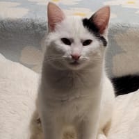 MINION, chat à adopter