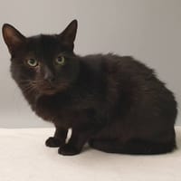 VIOLETTE CHA, chatte à adopter