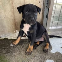 BECKY, chienne à adopter