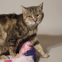 IDA CHA, chatte à adopter