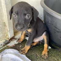 BOBBY, chien à adopter