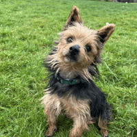 CASSIUS, chien à adopter