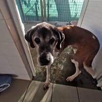 Mozart, chien à adopter