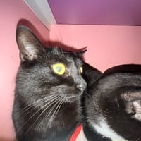 BALTAZAR, chat à adopter