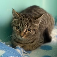 Merry CAB5001, chatte à adopter