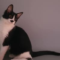 FICUS CHA, chat à adopter