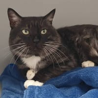 RAFFAELLO CHA, chat à adopter