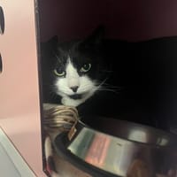 KAZACK, chat à adopter