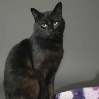 LINGUINI CHA, chat à adopter