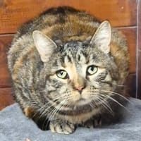 Jonny, chat à adopter