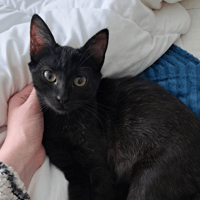 PAB28257 Arnor, chatte à adopter