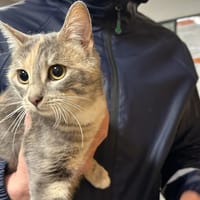 ZOE, chatte à adopter