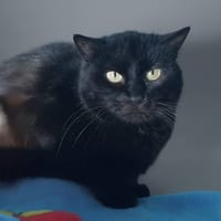 VITAMINE CHA, chatte à adopter