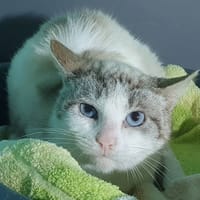 VERMICELLE CHA, chatte à adopter