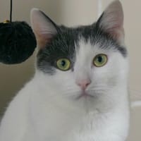 Hei hei, chat à adopter