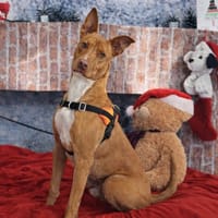 UNIX, chien à adopter