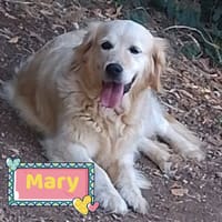 MARY, cane femmina da adottare