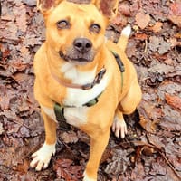 Moi LUCY, chienne à adopter