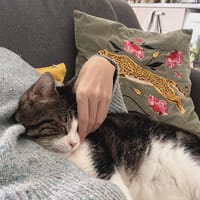 Miloé, chat à adopter