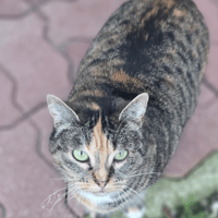 Margot, chat à adopter