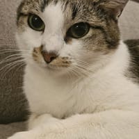 Alice, chatte à adopter