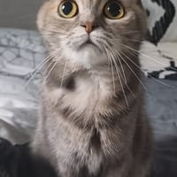 Elwyn & Aelia, chatte à adopter