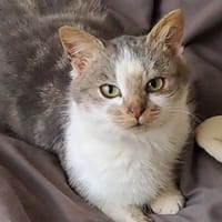 Molly, chatte à adopter