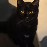 Magneto, chat à adopter