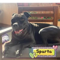 SPARTA, cane femmina da adottare