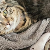 Suzy, chatte à adopter