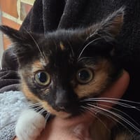 Ambre, chatte à adopter