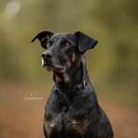 Clipper, reutjes ter adoptie