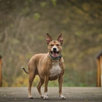 Indy, teefjes ter adoptie